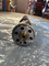 Liebherr Generation Camshaft 10154280 for D9508 Diesel Engine